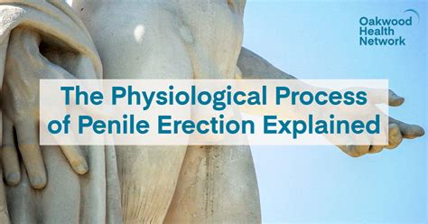 The Physiological Process Of Penile Erection Explained Oakwood Health