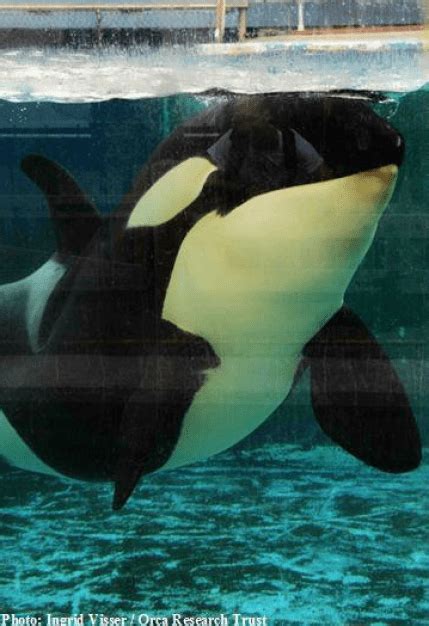 Morgan The Orca Trapped In Loro Parque Is Pregnant Heres Why That Is
