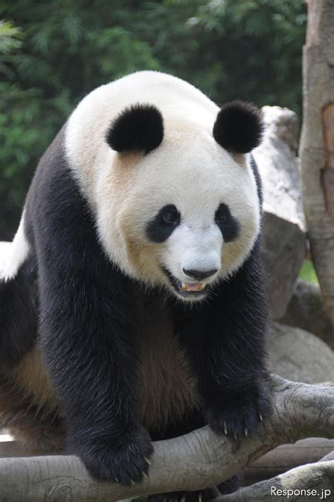 上野動物園の最新情報や、動物に関するニュースがいっぱいの公式サイト。 上野動物園は当面の間、臨時休園いたします / ueno zoo will remain closed for the time being. パンダ、成田空港到着---上野動物園へ - e燃費