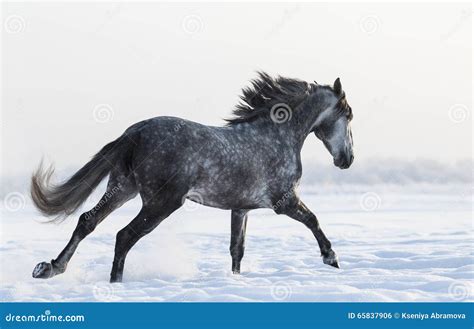 Dapple Grey Horse Galloping On Field At Winter Time Stock Photo Image