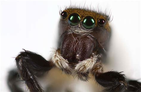 Filemy What Big Eyes You Have 6028319429 Wikimedia Commons