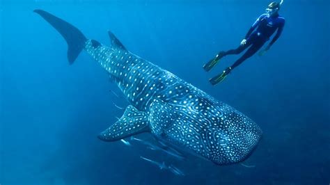 Dive Operators Hope Tracking Whale Sharks On Great Barrier Reef May