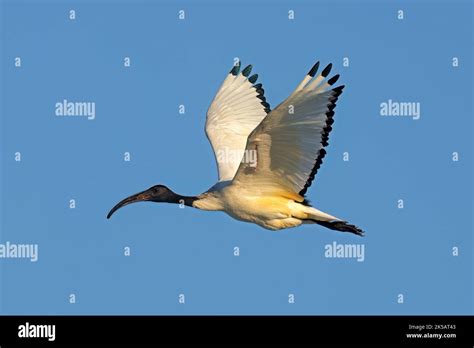 An African Sacred Ibis Threskiornis Aethiopicus In Flight With Open