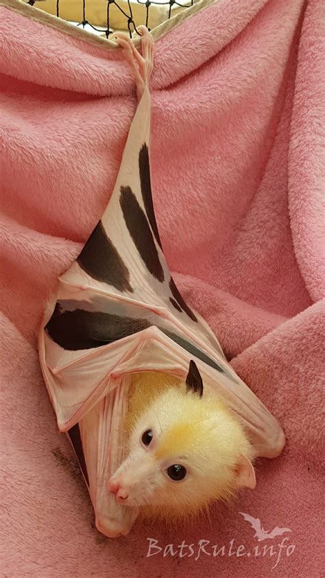 Truly A Beautiful Bat Love The Coloration Not To Mention The Dainty