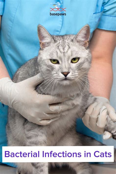 Bacterial Infections In Cats Cat Health Problems Cats Bacterial