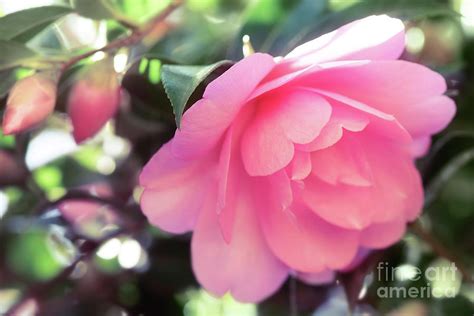 Beautiful Pink Japanese Camellia Camellia Japonica