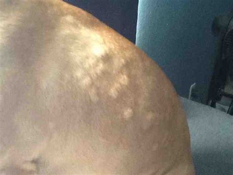 Bumps On Dogs Skin Causes And Treatment Options