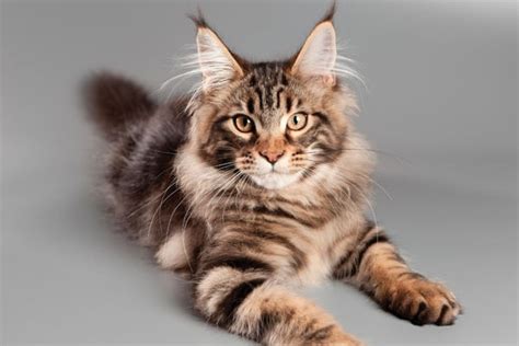 Cats Breeds With Ear Tufts With Pictures Facts Catster