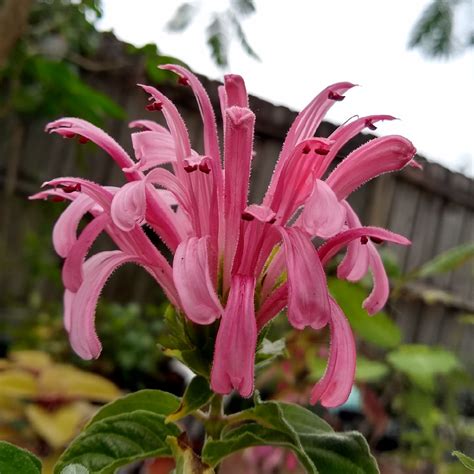 Justicia Carnea Brazilian Plume Flower In Gardentags Plant Encyclopedia
