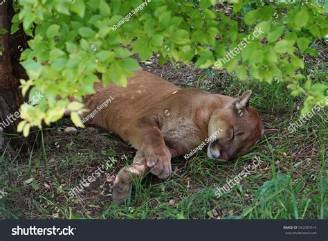 Redhead Cougar Sleeping Shade Under Tree Foto De Stock 542087674