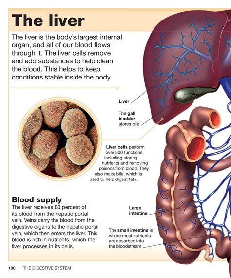 The capillaries connect the two types of blood vessel, and molecules are exchanged between the blood. The Blood Vessel That Carries Blood From Gut To The Liver : The Circulatory System / The vessels ...