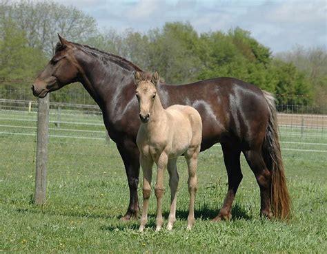 Morgan horse das morgan horse ist eine amerikanische pferderasse. Edgefield Farm Morgans, Quality Morgan Horses. Edgefield ...