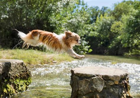 When whales jump completely out of the water; How High Can Chihuahuas Jump? - Bubbly Pet
