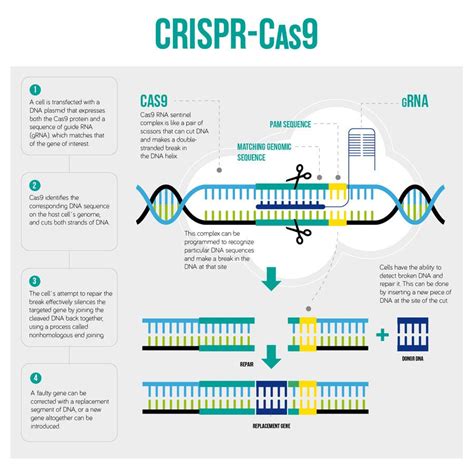 Entry By Martcav For Diagram Of CRISPR Cas Work Flow Freelancer