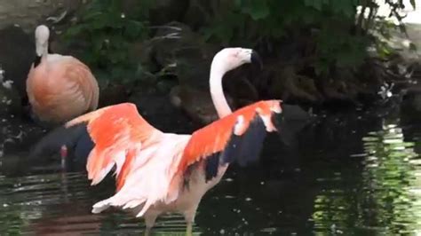 The Flamingo Dance Slow Motion Sony Fdr Ax100 Youtube