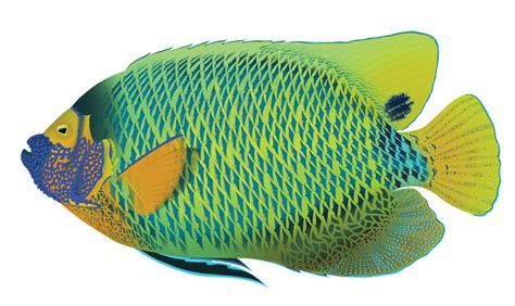 Blueface Angelfish Pomacanthus Xanthometopon Marinewise