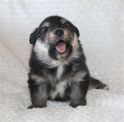 Finnish Lapphund Puppy From Orical Kennels Australia 3 Weeks Old Dog