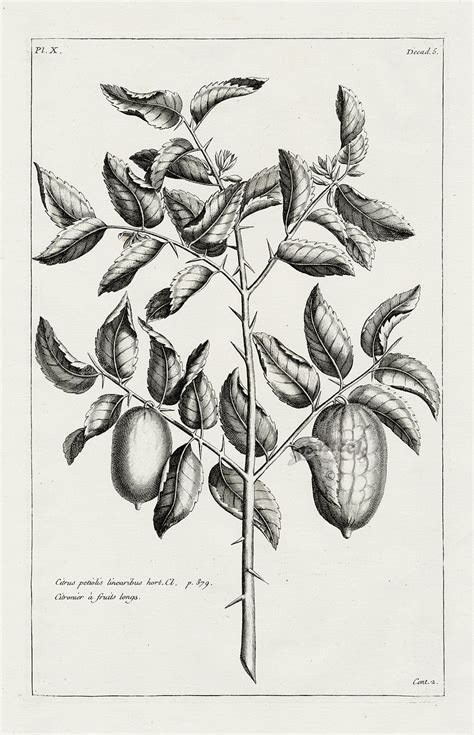 Citrus Petiolis Linearibus From Natural History Art Botanical Fruit