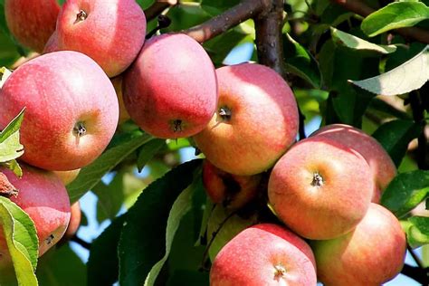 Cortland Apple Tree For Sale Arad Branding