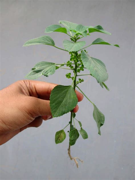 ˌməʊtɪˈveɪʃən english never follows the one letter — one sound rule. Anak Benih Pokok In English - BENIH TOKO