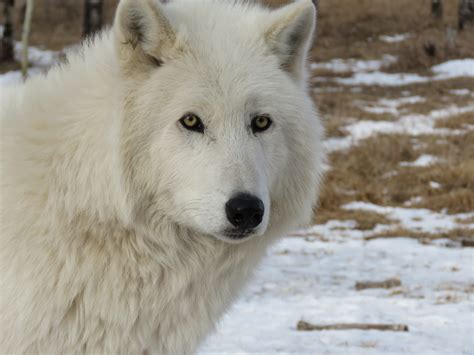 Care For Us Arctic Wolf Wild Welfare
