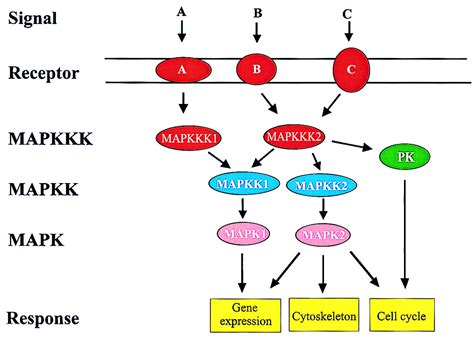 Maybe you would like to learn more about one of these? Connecting oxidative stress, auxin, and cell cycle ...