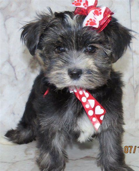 Happy puppies come from real, family breeders. true love. | Morkie puppies for sale, Maltipoo puppies for ...