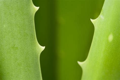 Lidah buaya atau aloe vera merupakan tanaman berduri yang berwarna hijau dengan bercak kekuningan dan bentuk agak meruncing di bagian ujung. Lidah Buaya Diteliti Sebagai Obat Alternatif Diabetes ...