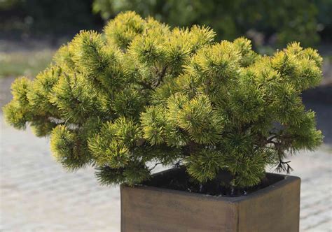 Dwarf Trees Are Ideal Choices For Small Yard Design