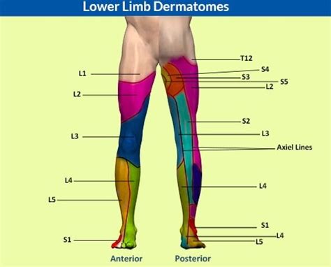 Dermatomes And Myotomes Flashcards Quizlet