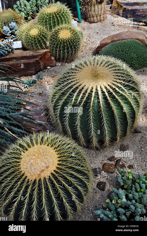 Golden Barrel Cactus Golden Ball Or Mother In Laws Cushion