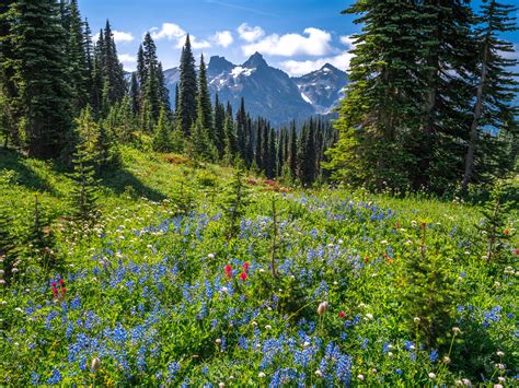 Mount Rainier National Park Paradise Meadows Wildflowers Super Bloom