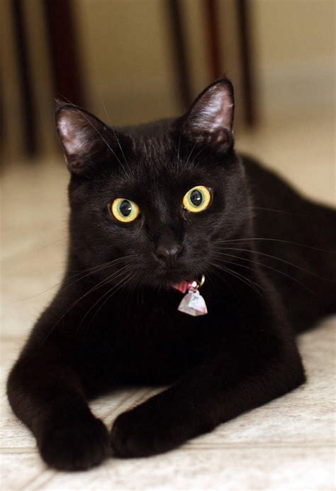 Beautiful Eyes Cute Black Cats Black Cat Aesthetic Cute Cats