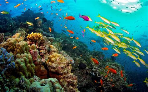 Great Barrier Reef Coral Reef In Queensland Australia