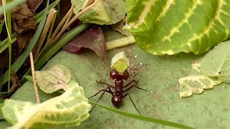 As formigas estão entre os insetos mais. Formiga Cabeçuda / Cortadeira - YouTube
