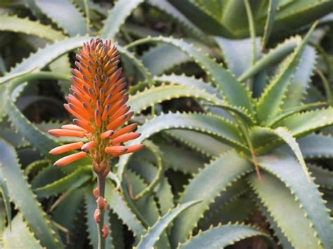 Find Out The Most Popular Houseplant For Each State Hgtv Aloe Plant