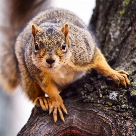 flickr discussing sex of squirrel in squirrels