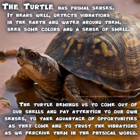 The Turtle Can Not Separate Itself From Its Shell Its Home This