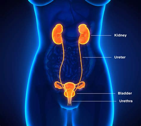 Kidney Stones And Treatment Methods Dornier Medtech