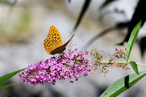 Close Up Photo Of Common Brown Butterfly On Pink Petaled Flowers