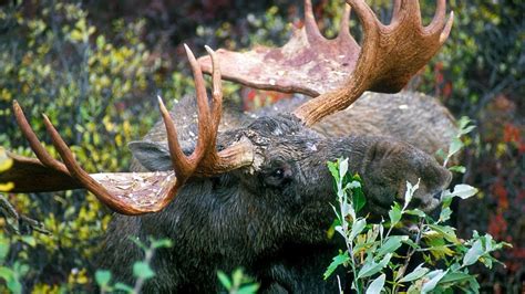 Rabid Moose Found Stumbling Drooling Profusely Is 1st Case Ever