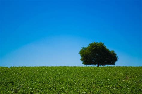 Free Download Hd Wallpaper Landscape Photography Of Tree On Field