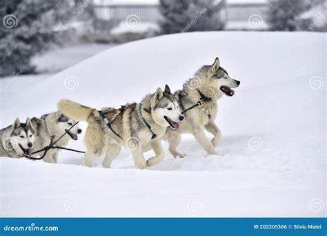 Siberian Husky Dogs Pull A Sled Through Fresh Snow In The Carpathian