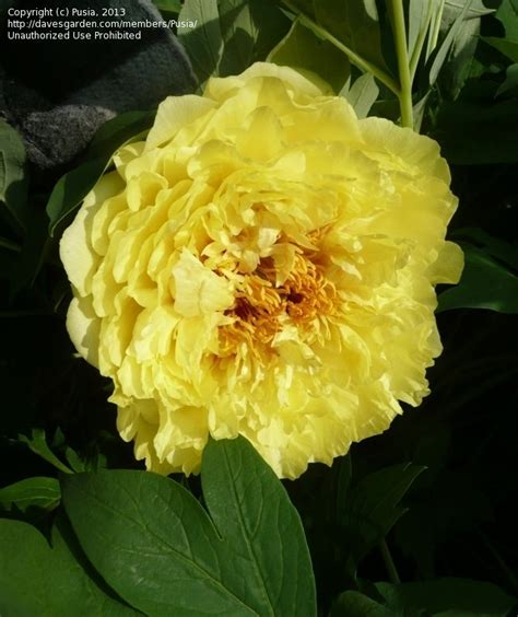 Plantfiles Pictures Intersectional Peony Itoh Peony Yellow Crown