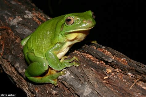 Australian Green Tree Frog Litoria Caerulea Carnivora