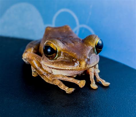 Free Images Toad Amphibian Fauna Tree Frog Close Up Vertebrate