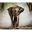 National Elephant Appreciation Day 10 Crazy Facts About Elephants