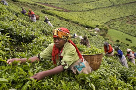 Rwanda is the 28th largest coffee producer in the world, with almost half a million micro coffee farms across the country producing over 35 million pounds of coffee annually. Rwanda in Focus | Yorkshire Tea
