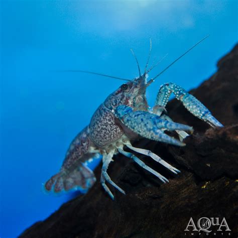 Electric Blue Crayfish Procambarus Alleni Aqua Imports