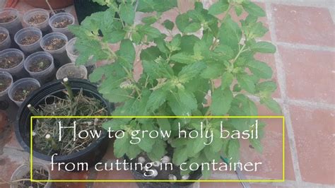 How To Grow Holy Basil From Cutting In Container At Home Youtube